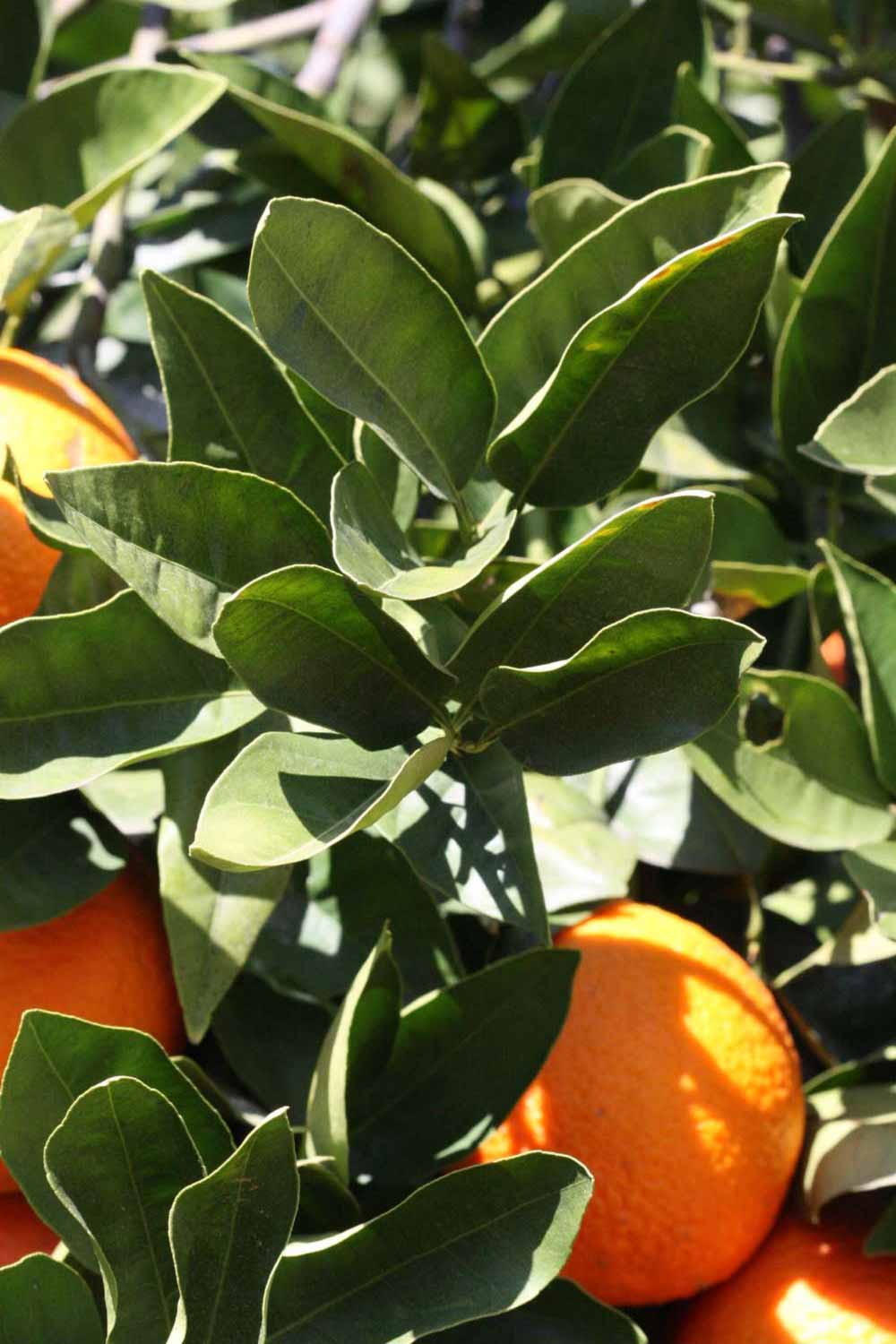              Sun leaves (Riverside, CA)       